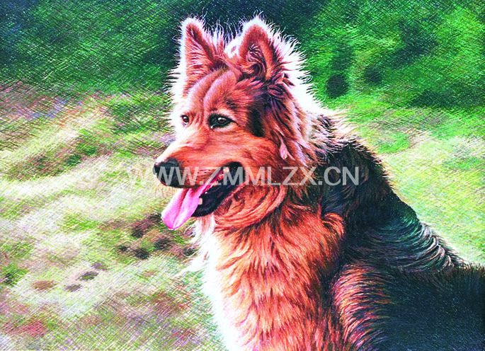 狼犬
